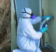 mold removal