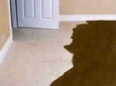 sewage damage on carpet